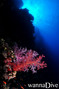scuba diving photo