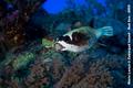 scuba diving photo