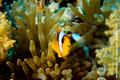 scuba diving photo