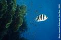 scuba diving photo