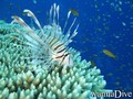 scuba diving photo
