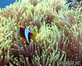 scuba diving photo