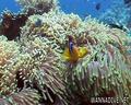 scuba diving photo