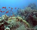 scuba diving photo