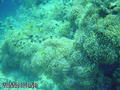 scuba diving photo