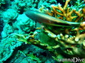 scuba diving photo