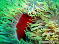 scuba diving photo