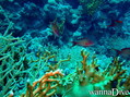 scuba diving photo