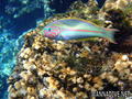 scuba diving photo