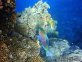scuba diving photo