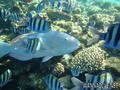 scuba diving photo