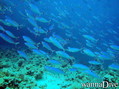 scuba diving photo