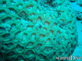 scuba diving photo