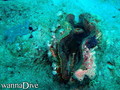 scuba diving photo