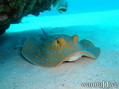 scuba diving photo