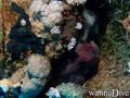 scuba diving photo