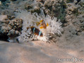 scuba diving photo
