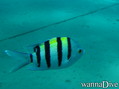 scuba diving photo