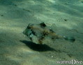 scuba diving photo