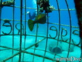 scuba diving photo