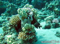 scuba diving photo