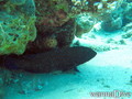 scuba diving photo