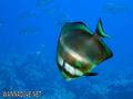 scuba diving photo