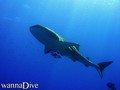 scuba diving photo