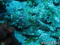 scuba diving photo