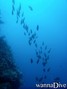 scuba diving photo