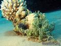scuba diving photo