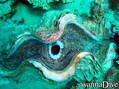 scuba diving photo