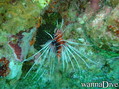 scuba diving photo