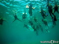 scuba diving photo