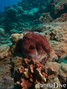 scuba diving photo