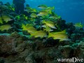 scuba diving photo