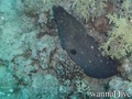 scuba diving photo