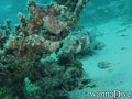 scuba diving photo