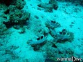 scuba diving photo