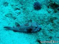 scuba diving photo