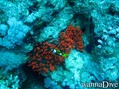 scuba diving photo