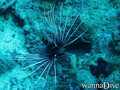scuba diving photo