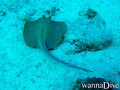 scuba diving photo