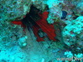 scuba diving photo