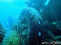 scuba diving photo