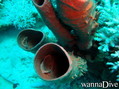scuba diving photo