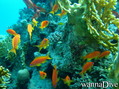 scuba diving photo