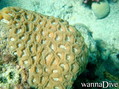 scuba diving photo