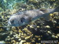 scuba diving photo