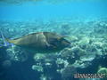 scuba diving photo